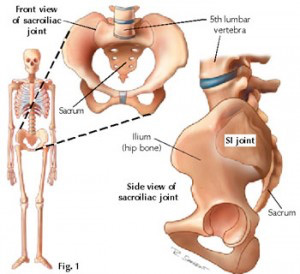 Sacroiliac Joints And Chiropractic